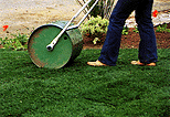 Roll Sod