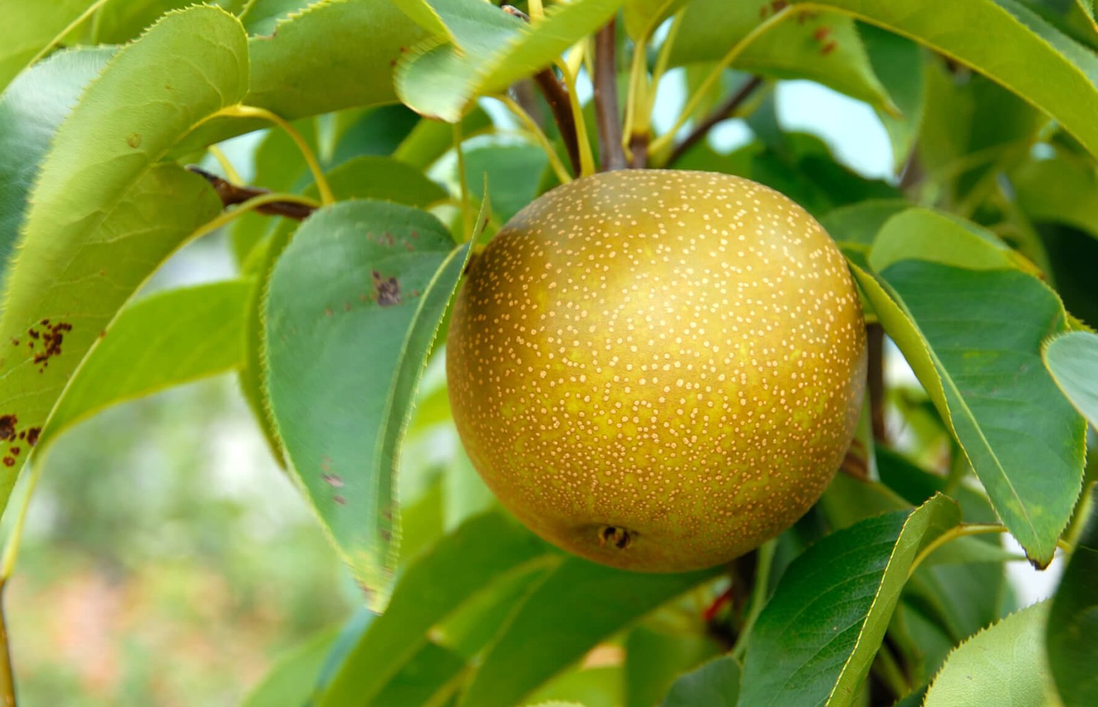 Asian Pear