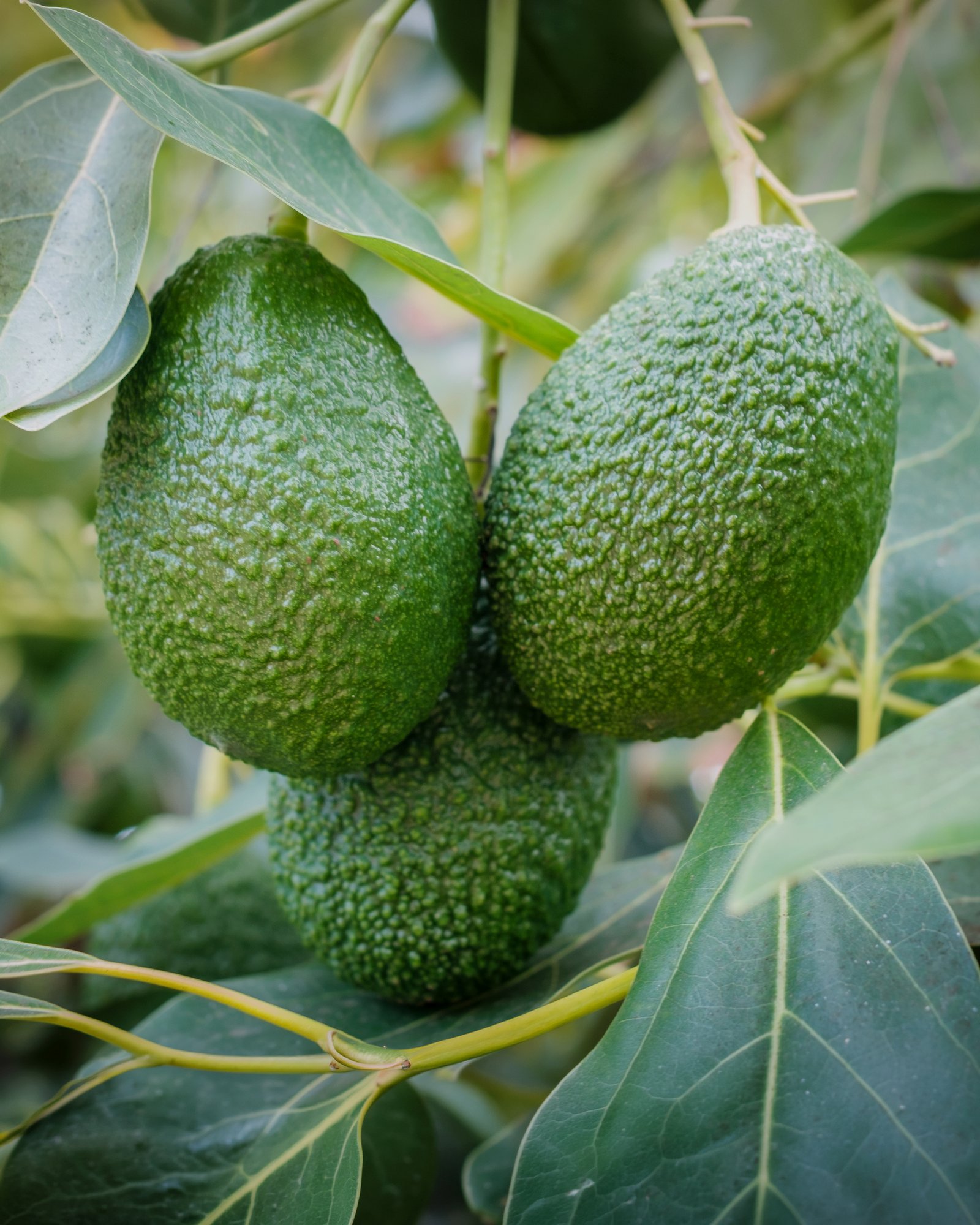 avocado on tree copy