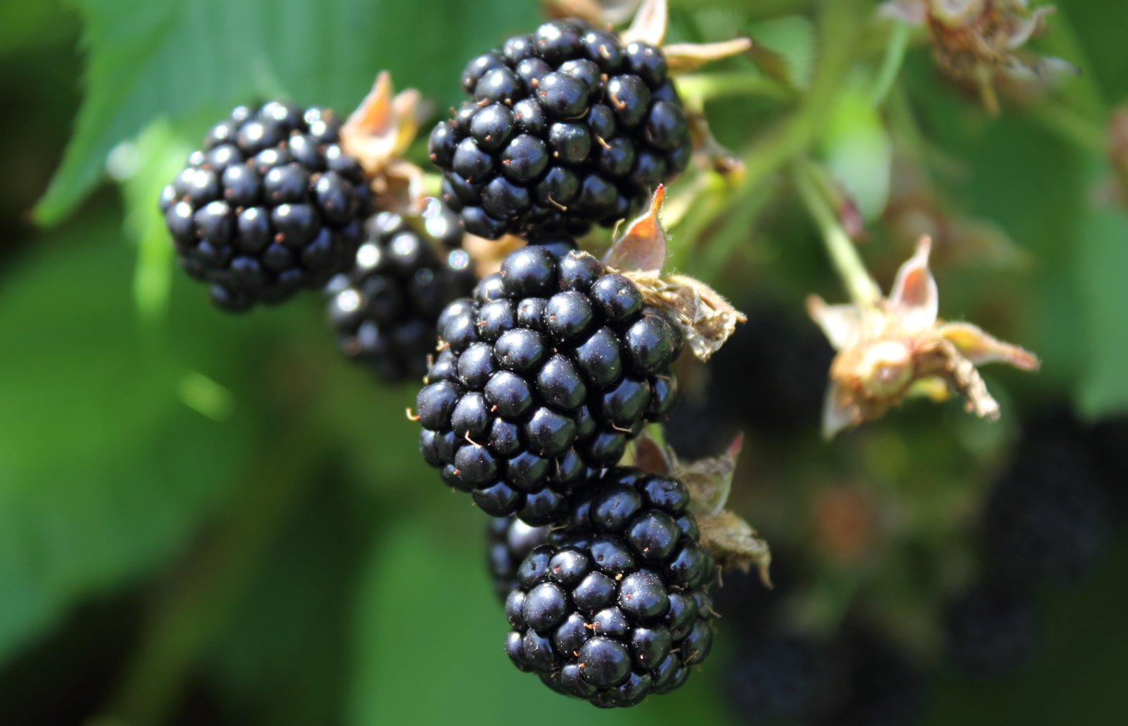 Blackberries