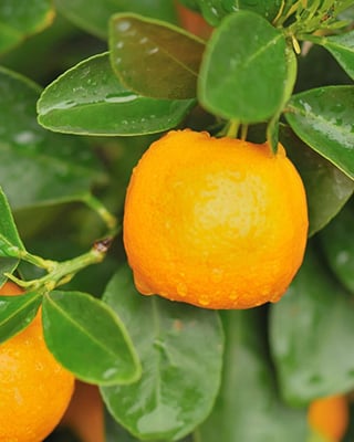 calamondin2-600x400-1