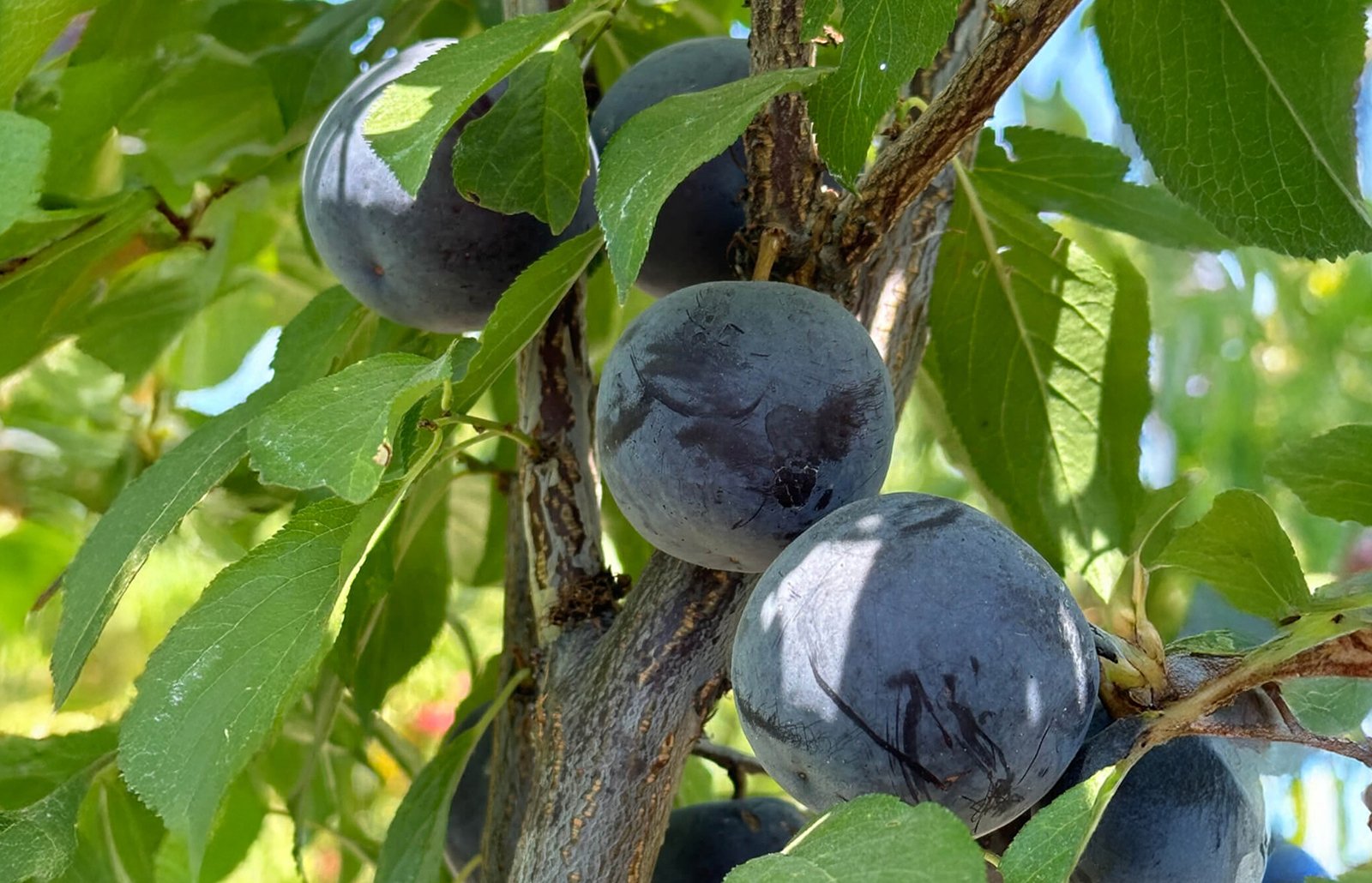 Cherry Plum