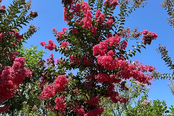 Crape Myrtle