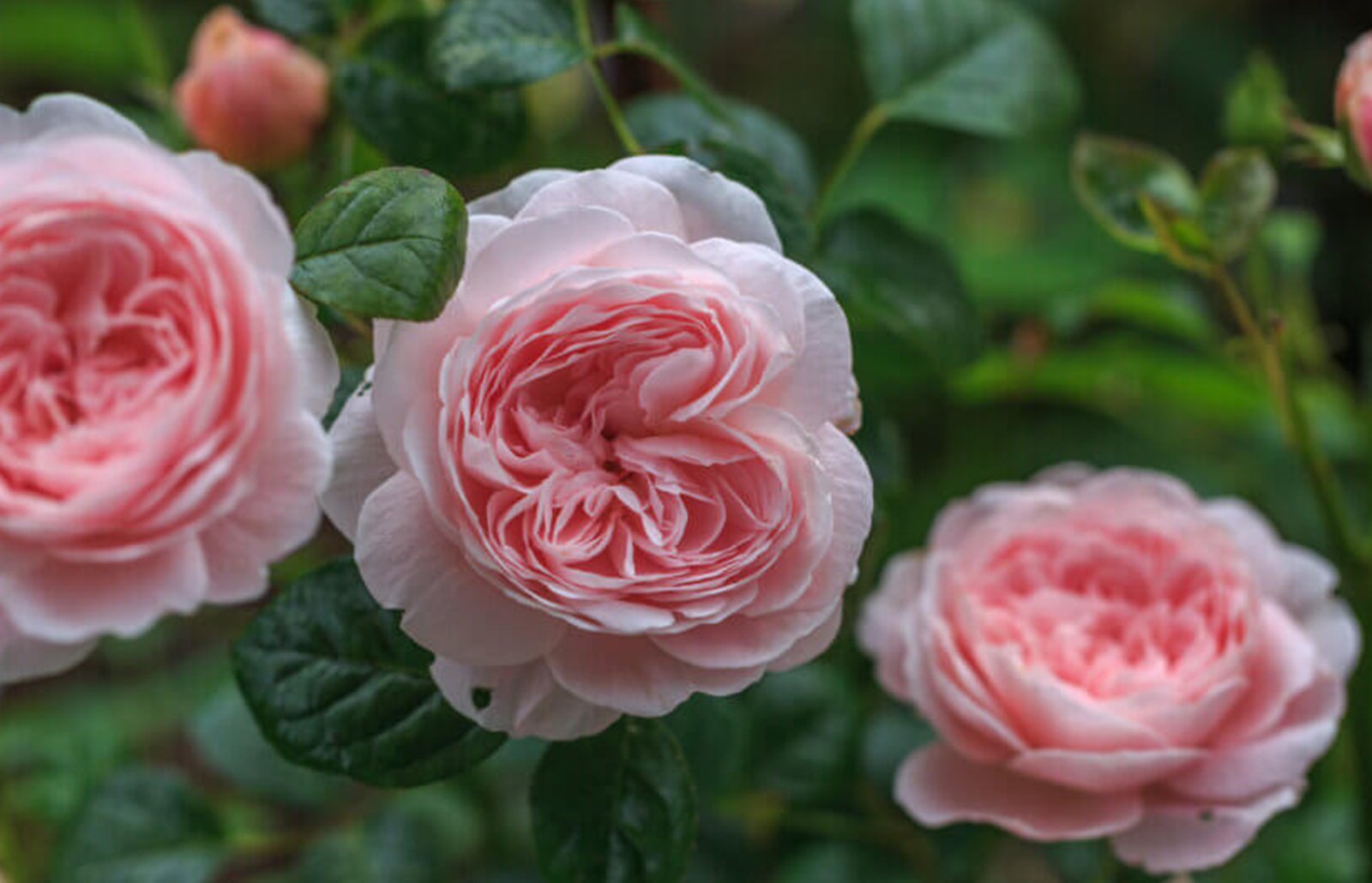 David Austin English Roses
