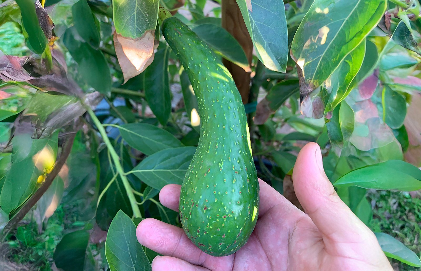 Don Gillogly Avocado