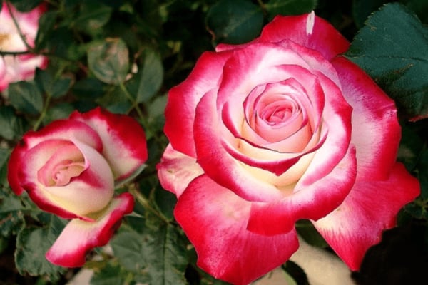 Fire and Ice Hybrid Tea Rose