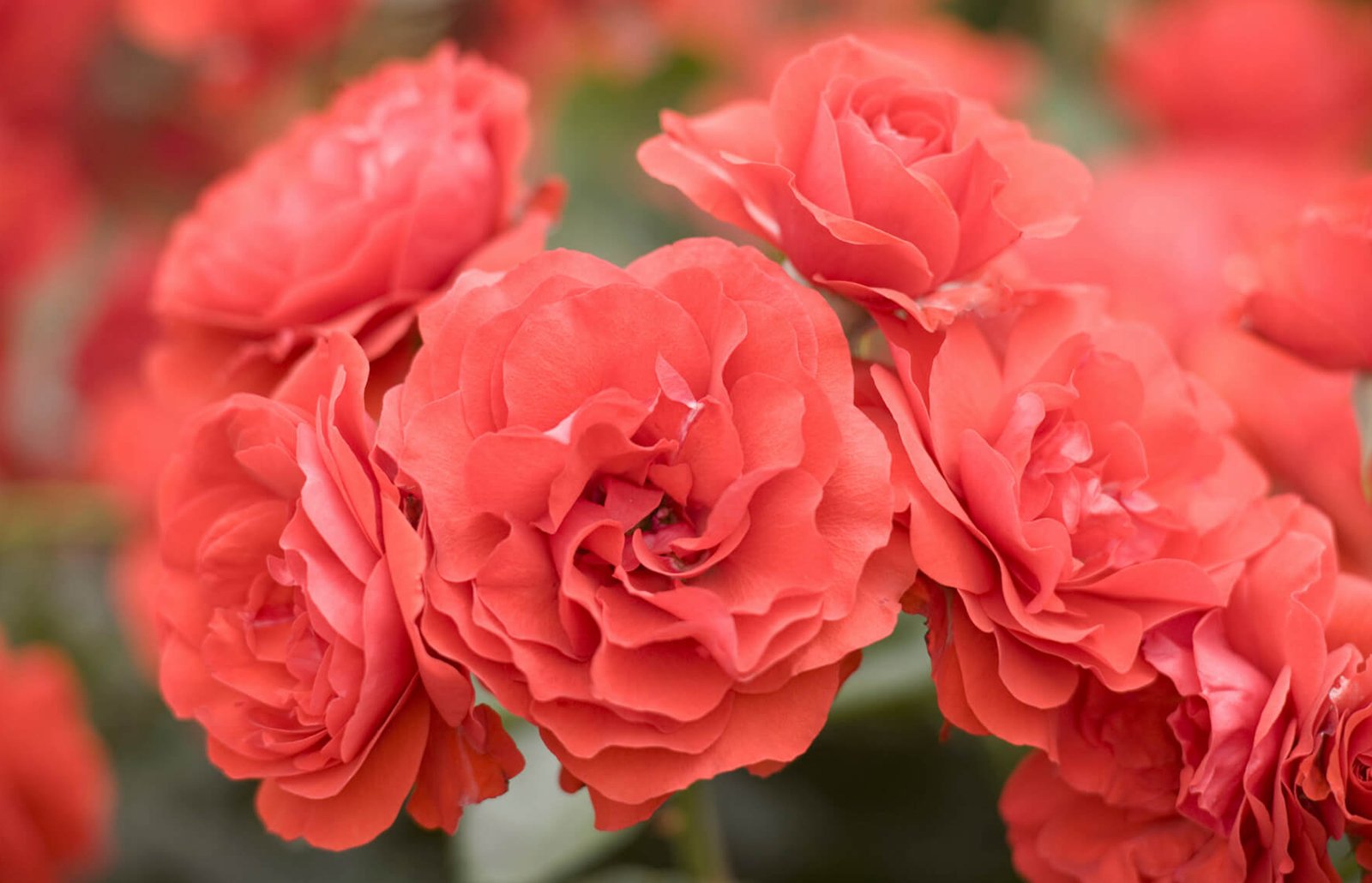 Floribunda Roses