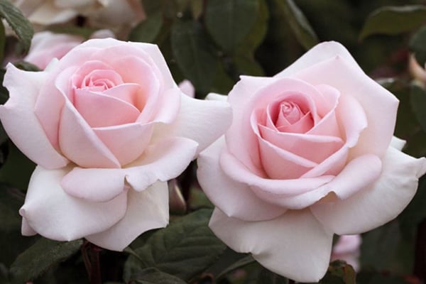 Francis Meilland Hybrid Tea Rose