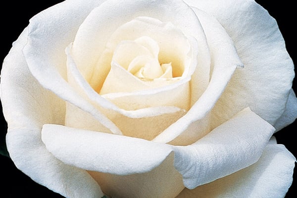 Full Sail Hybrid Tea Rose