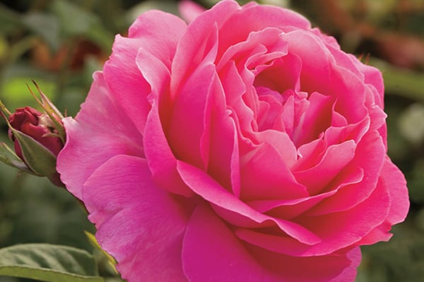 Grande Dame Hybrid Tea Rose