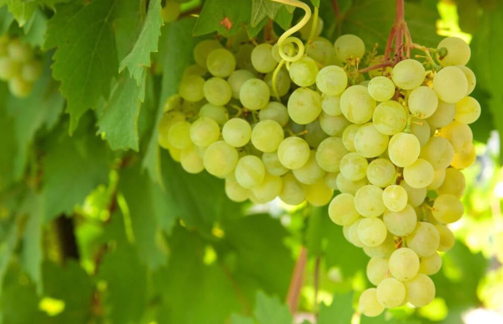 Grapes