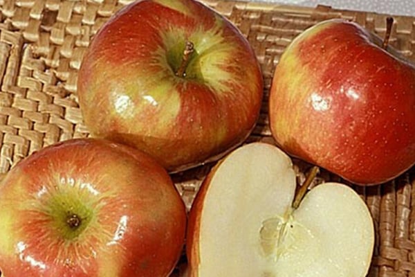 Honeycrisp Apple