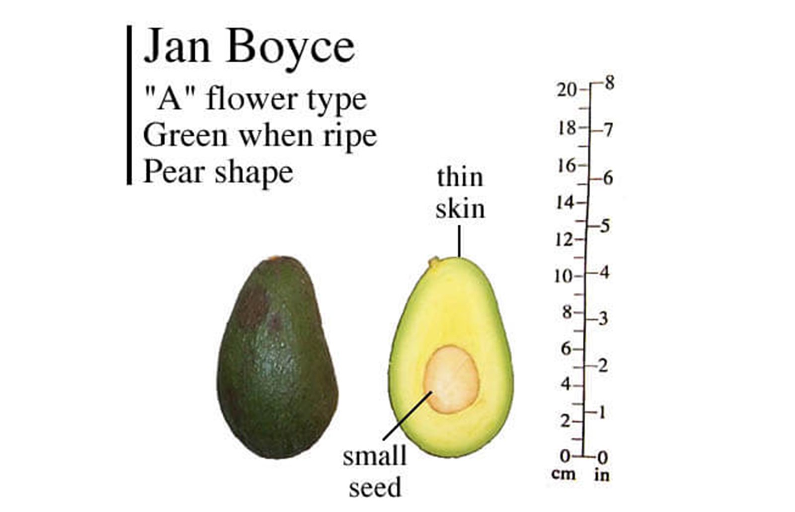 Jan Boyce Avocado