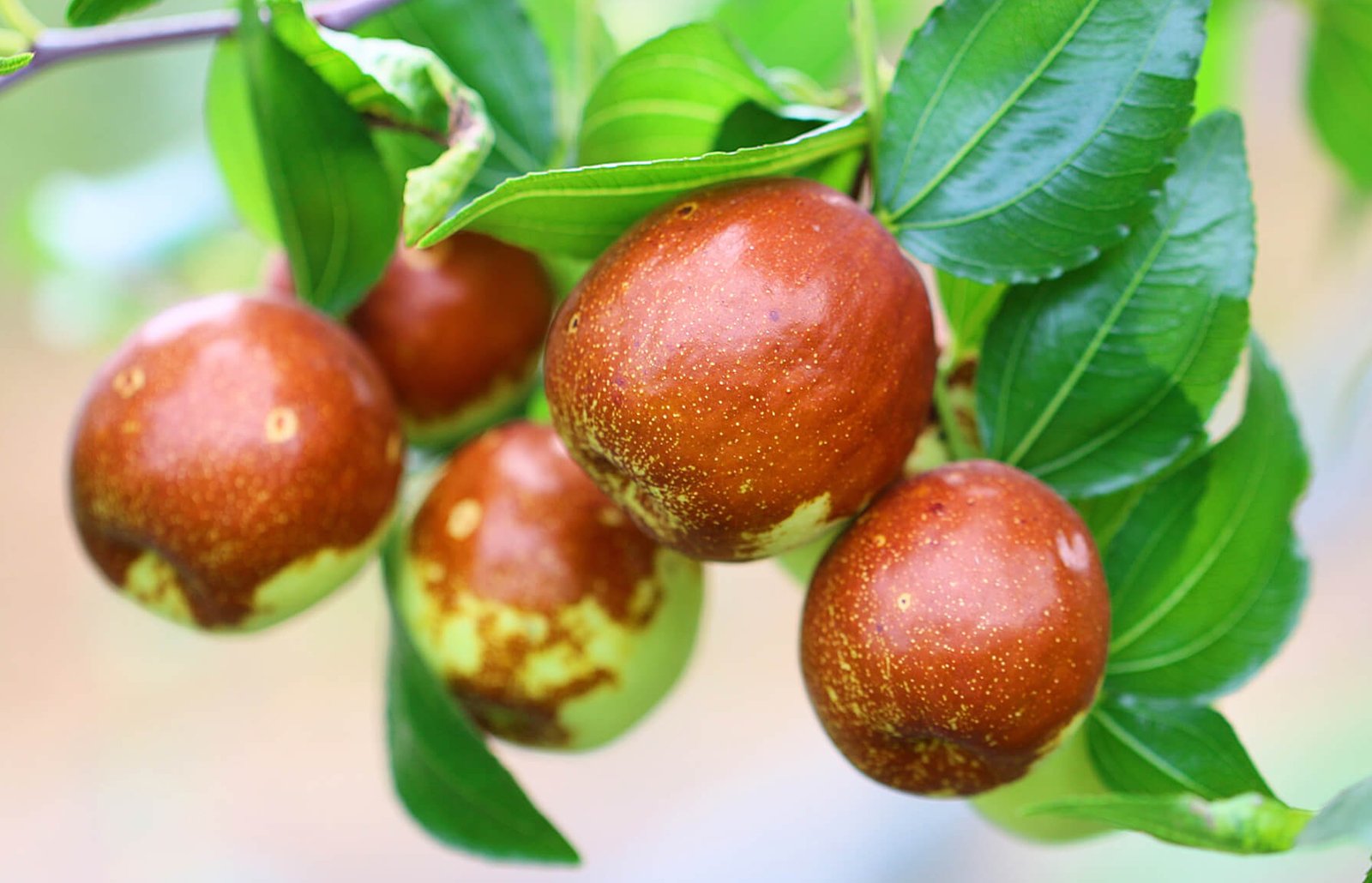 Jujube Trees