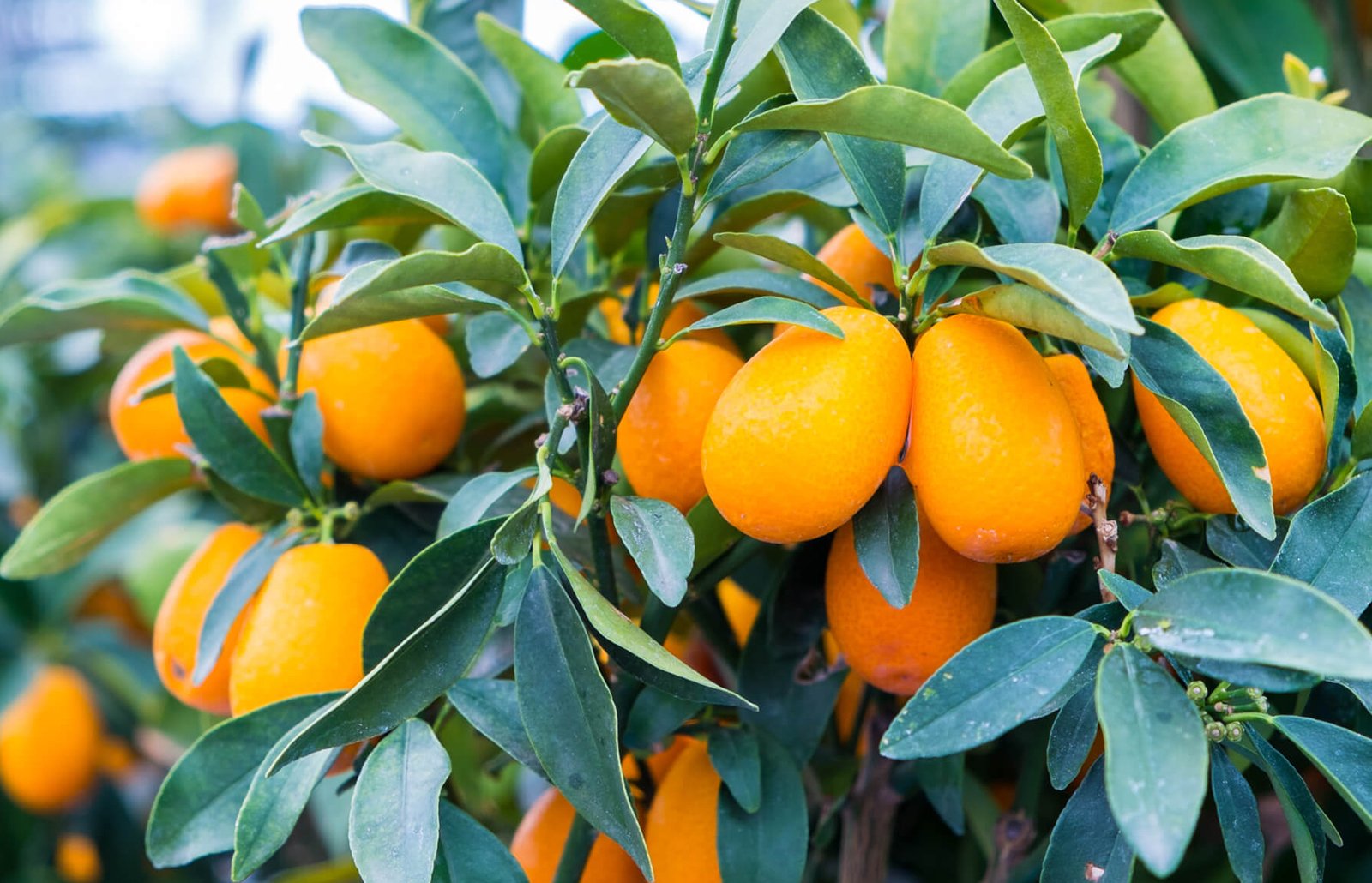 Kumquat Trees