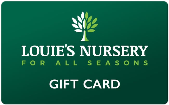 louies-wrapped-gift-cards