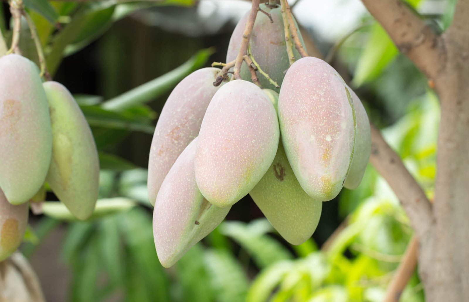 Mango Trees