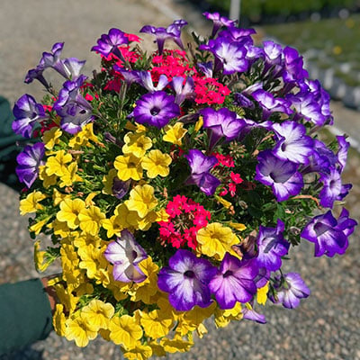 Flowers