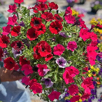 Flowers