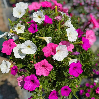 Flowers
