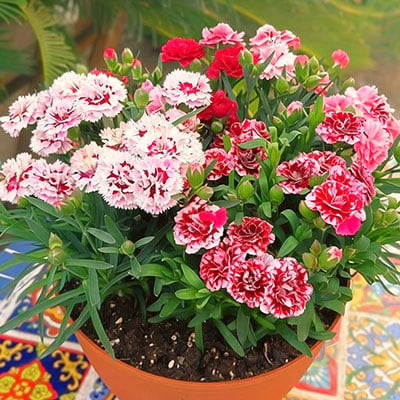 Flowers