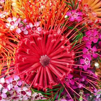 Protea