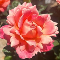 md-rose