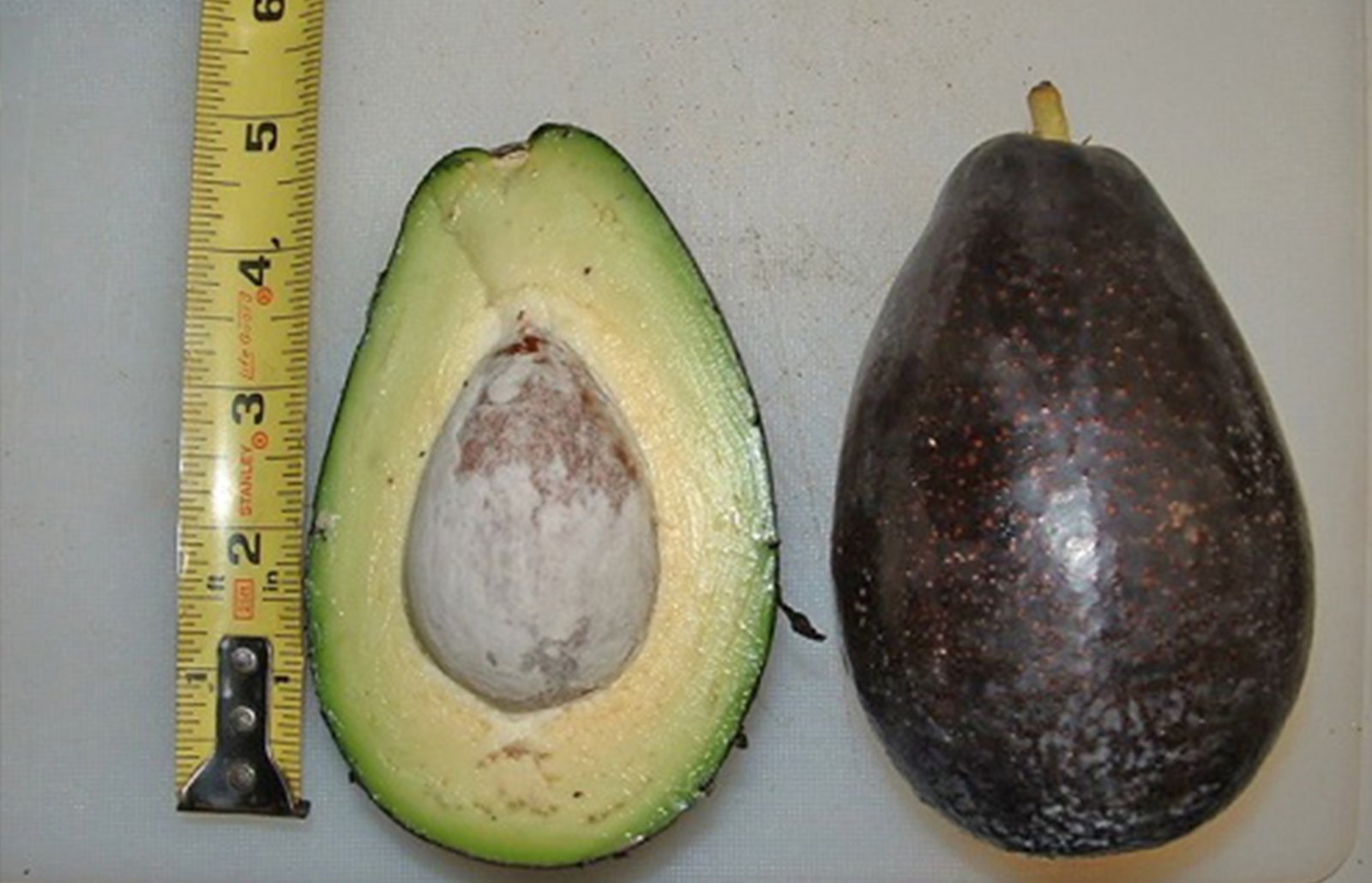 Mexicola Grande Avocado