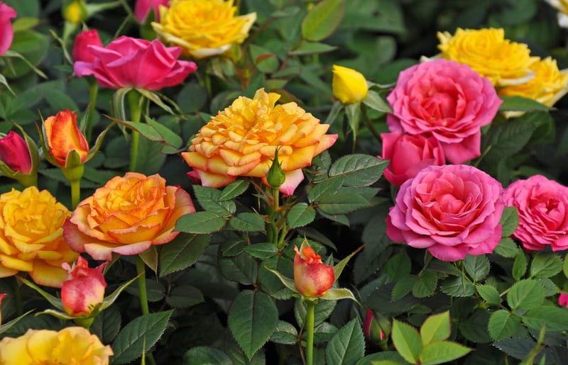 Mini Roses How Big Miniature Roses
