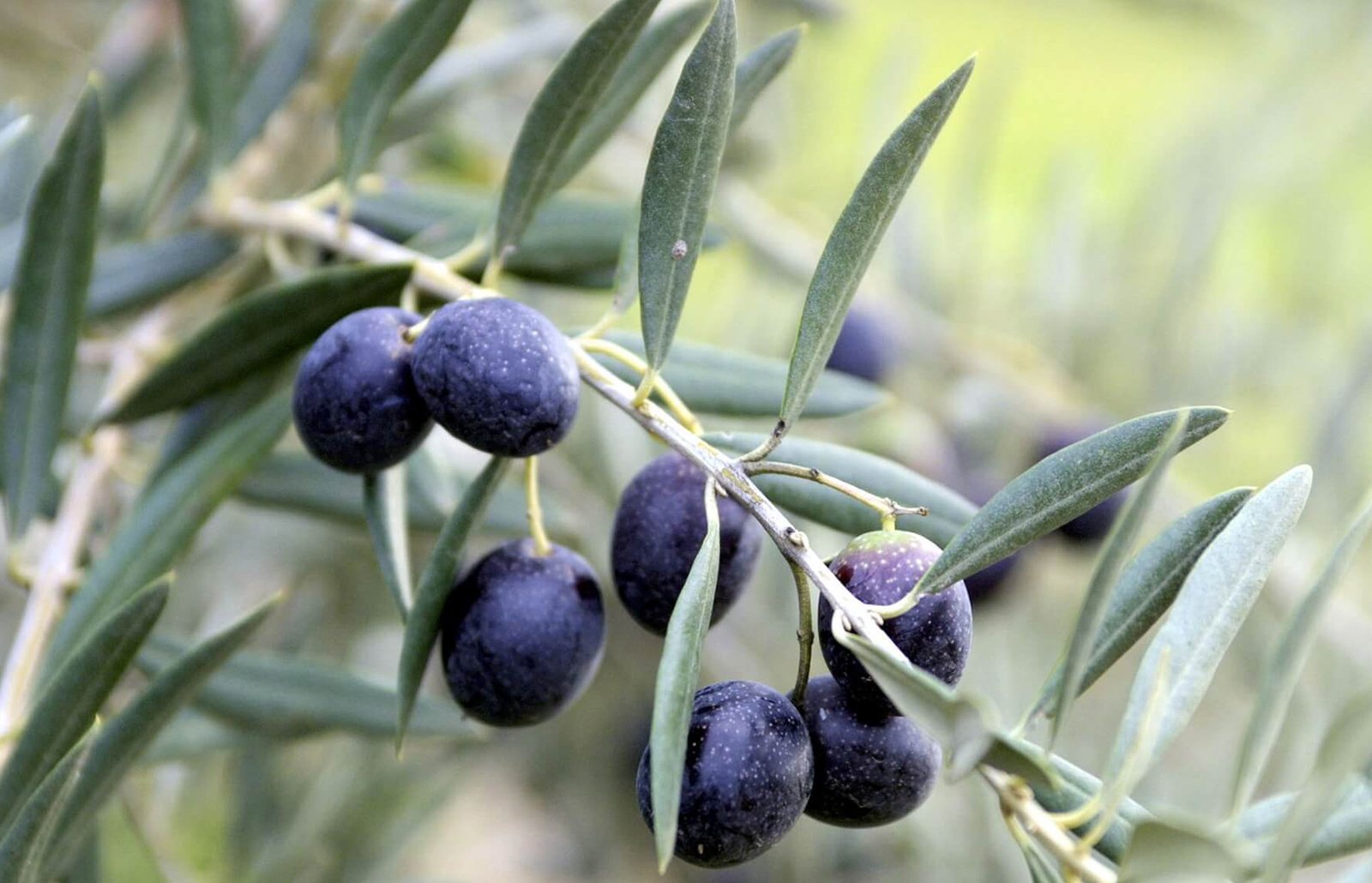Olive Trees