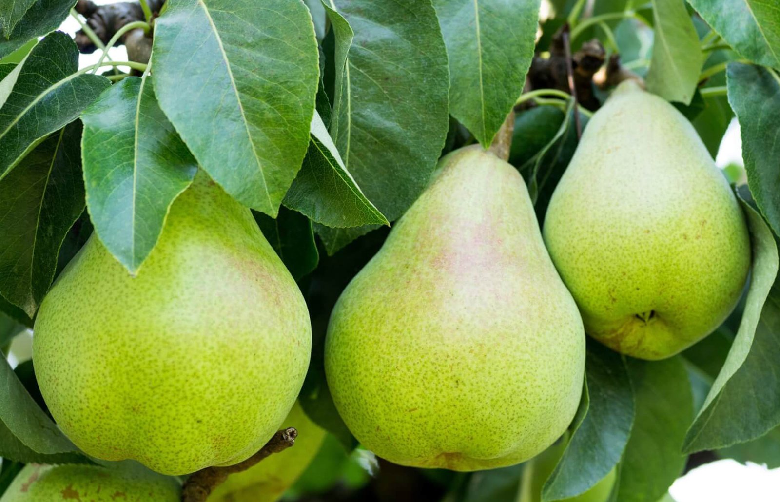Pear Tree