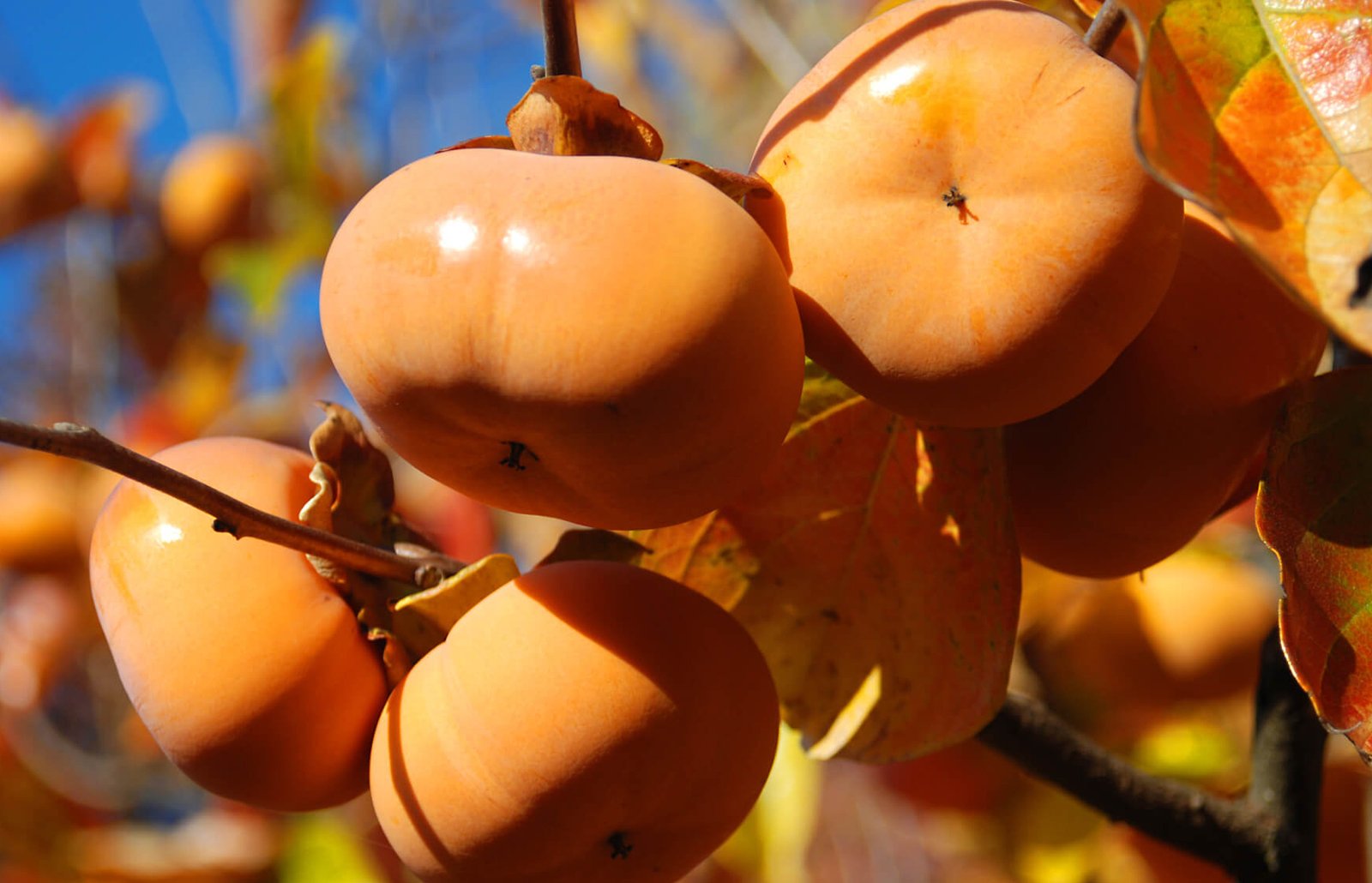 Persimmon Trees