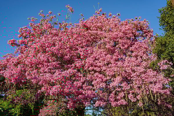 Pink Trumpet Tree