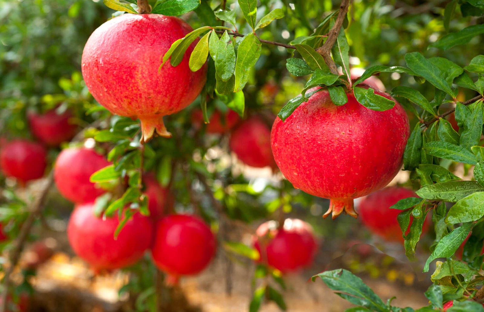 Pomegranate Trees