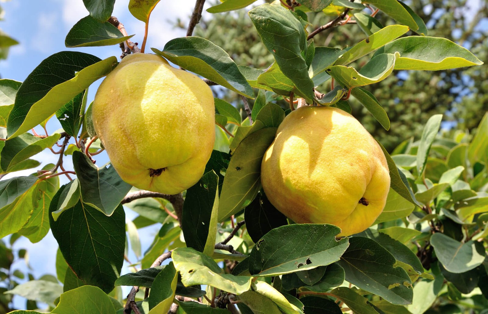 Quince Trees