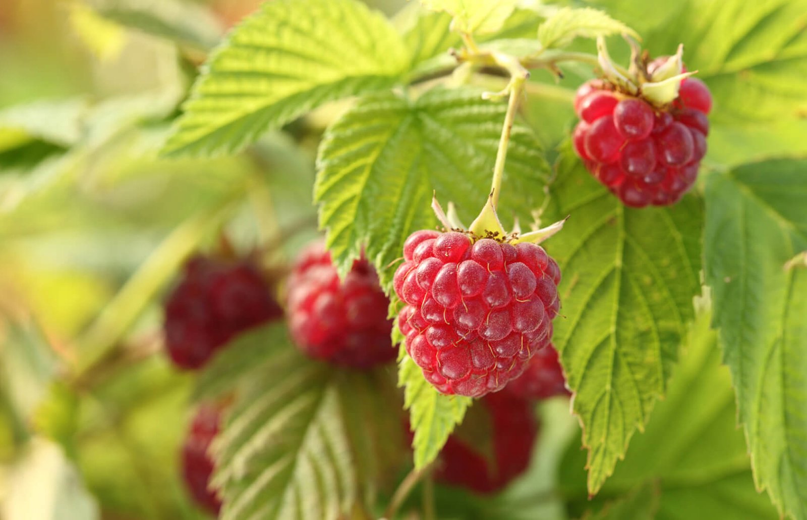 Raspberries