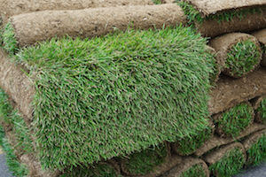 sod-turf