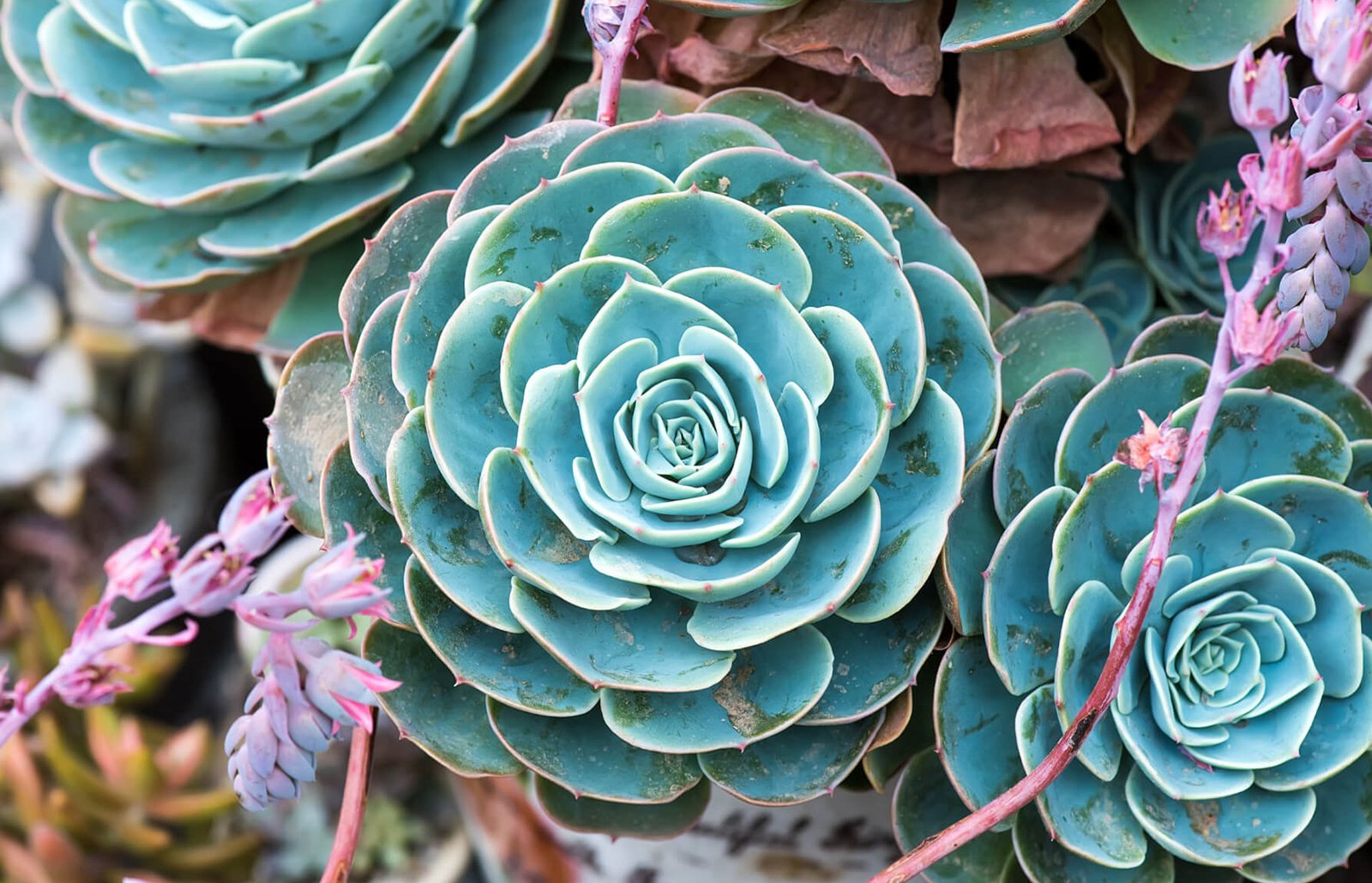 Succulents