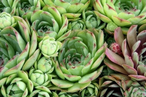 succulents