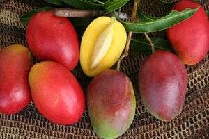 tropical-fruit-trees-mango