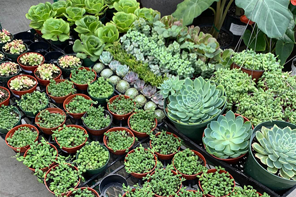 Succulents