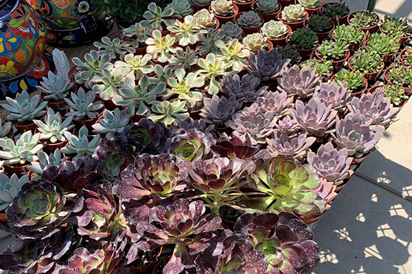 Succulents