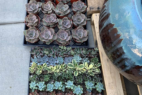 Succulents