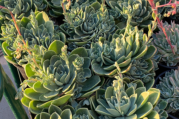 Succulents