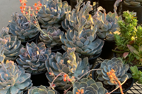 Succulents