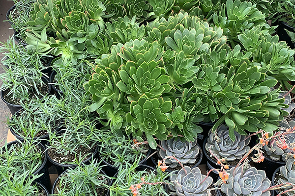 Succulents