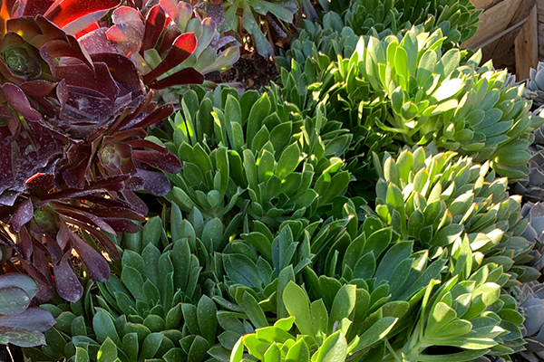 Succulents