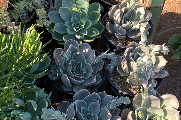 Succulents