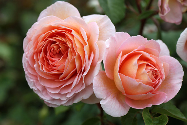 Abraham Darby English Rose