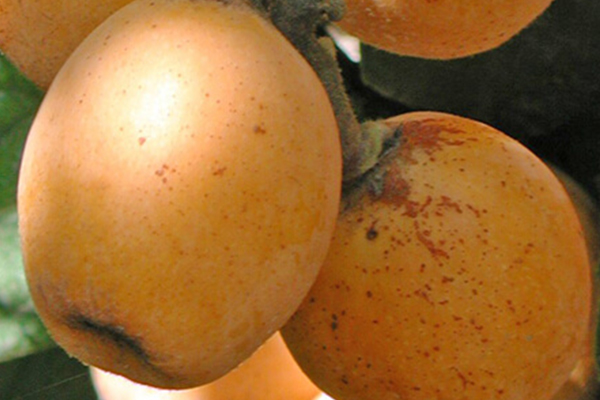 Advance Loquat